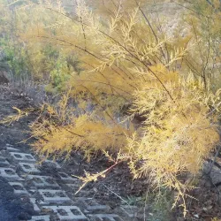 Santa Gertrudis Creek Trail - Murrieta