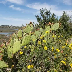Upper Newport Bay Nature Preserve - Newport Beach