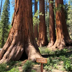 Mariposa Grove of Giant Sequoias - Oakhurst
