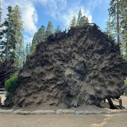 Mariposa Grove of Giant Sequoias - Oakhurst