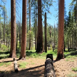 Mariposa Grove of Giant Sequoias - Oakhurst