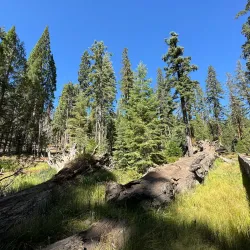 Mariposa Grove of Giant Sequoias - Oakhurst