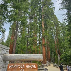 Mariposa Grove of Giant Sequoias - Oakhurst