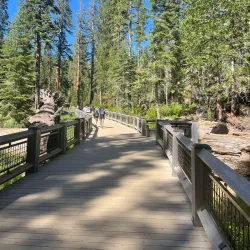 Mariposa Grove of Giant Sequoias - Oakhurst