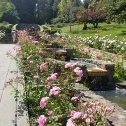 Morcom Rose Garden - Oakland