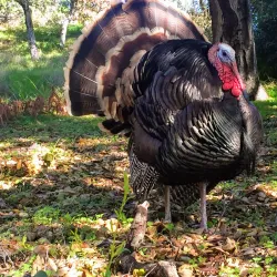Morcom Rose Garden - Oakland