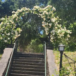 Morcom Rose Garden - Oakland