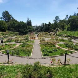 Morcom Rose Garden - Oakland