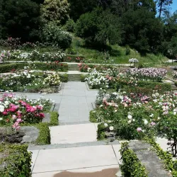 Morcom Rose Garden - Oakland