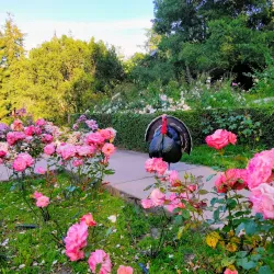 Morcom Rose Garden - Oakland