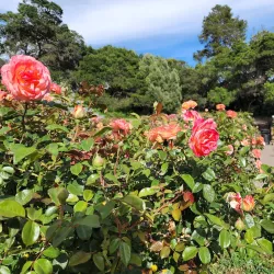 Morcom Rose Garden - Oakland