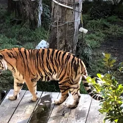 Oakland Zoo - Oakland