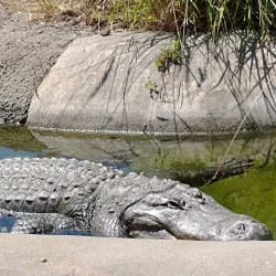 Oakland Zoo - Oakland