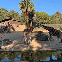 Oakland Zoo - Oakland