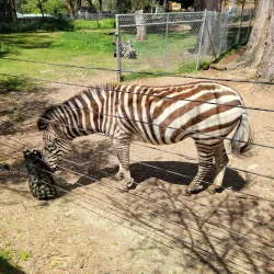 Oakland Zoo - Oakland