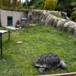 Oakland Zoo - Oakland