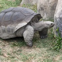 Oakland Zoo - Oakland