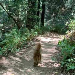 Redwood Regional Park - Oakland
