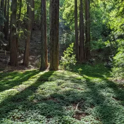 Redwood Regional Park - Oakland