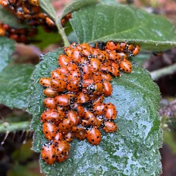 Redwood Regional Park - Oakland