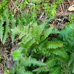 Redwood Regional Park - Oakland