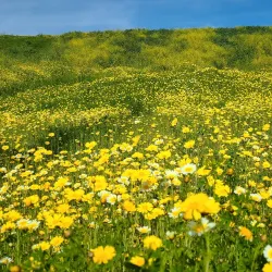 El Corazon Park - Oceanside