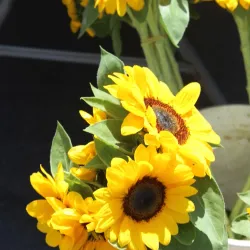 Oceanside Farmers Market - Oceanside