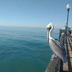 Oceanside Pier - Oceanside