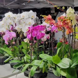 Oceanside Sunset Market - Oceanside