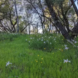 Bidwell Canyon Trail - Oroville