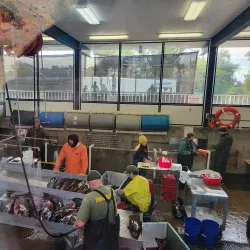 Feather River Fish Hatchery - Oroville