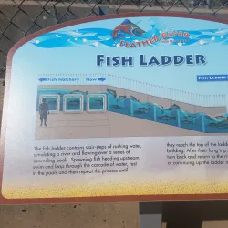 Feather River Fish Hatchery - Oroville