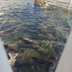 Feather River Fish Hatchery - Oroville
