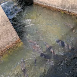 Feather River Fish Hatchery - Oroville