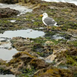 Mandalay State Beach - Oxnard