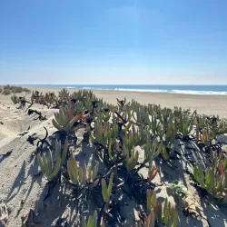 Oxnard State Beach and Park - Oxnard