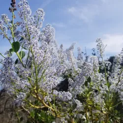 Los Liones Trail - Pacific Palisades