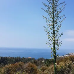 Los Liones Trail - Pacific Palisades