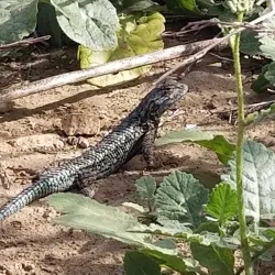 Los Liones Trail - Pacific Palisades
