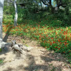 Temescal Gateway Park - Pacific Palisades