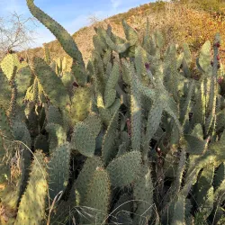 Temescal Gateway Park - Pacific Palisades