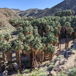 Indian Canyons - Palm Springs