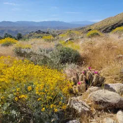 Indian Canyons - Palm Springs