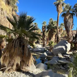 Indian Canyons - Palm Springs