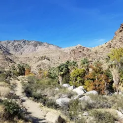 Indian Canyons - Palm Springs