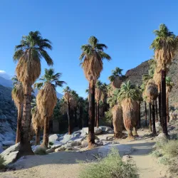 Indian Canyons - Palm Springs