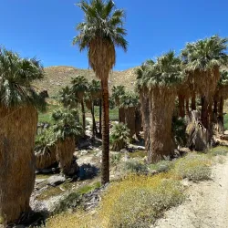 Indian Canyons - Palm Springs