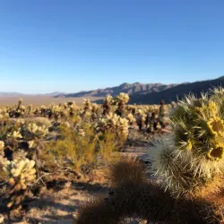 Joshua Tree National Park - Palm Springs