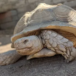 Moorten Botanical Garden - Palm Springs