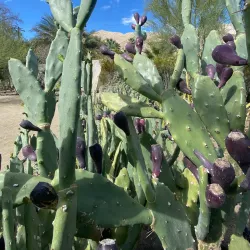 Moorten Botanical Garden - Palm Springs